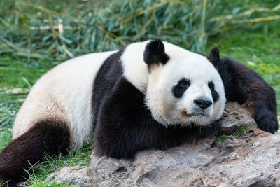 View of a panda in zoo