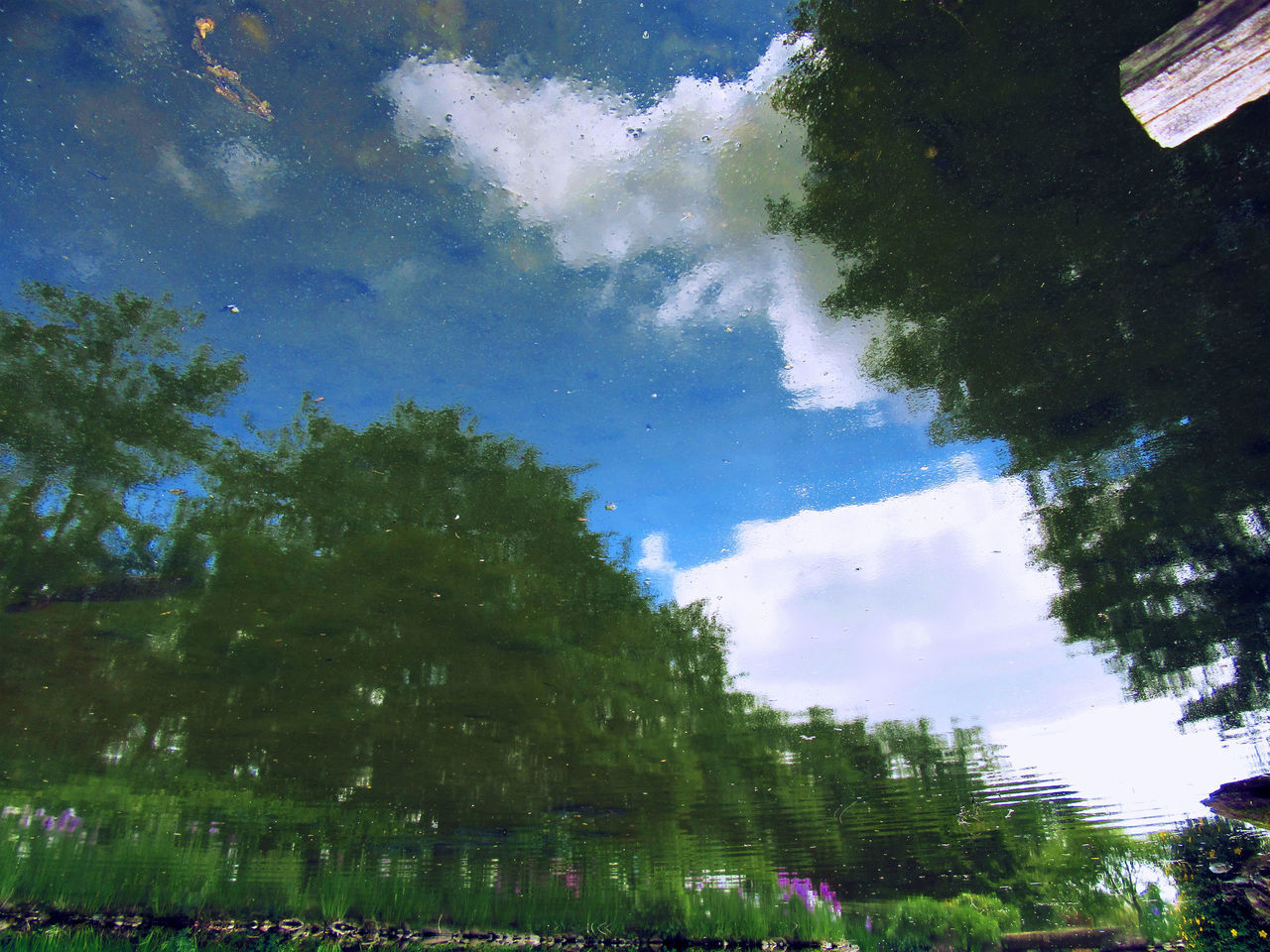 LOW ANGLE VIEW OF TREES AGAINST SKY