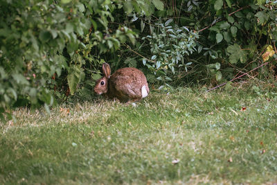 View of rabbit on field