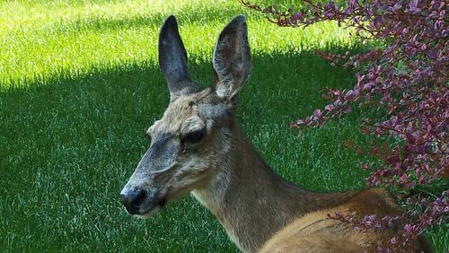 View of deer on field