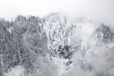 Close-up of trees against sky during winter