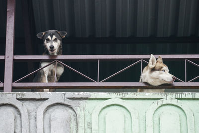 Dogs in india