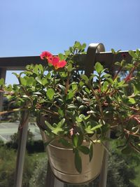 Close-up of potted plant against clear sky