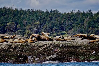 Flock of sheep on rock by trees against sky
