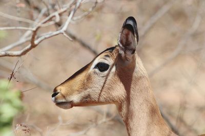 Close-up of a horse