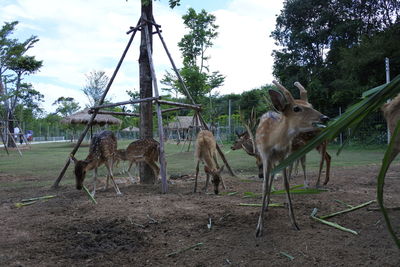 Deer in a field