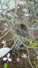 Close up of purple flowers blooming outdoors