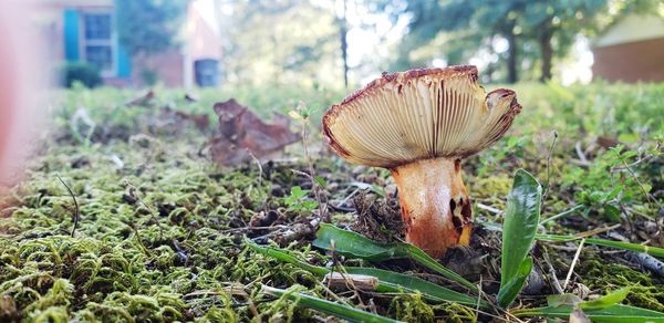 Close-up of mushroom on field