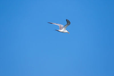 Low angle view of seagull flying in sky