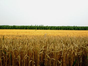 Close-up of corn field against clear sky