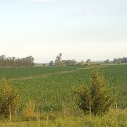 Scenic view of agricultural field against clear sky