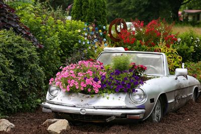 Pink flowering plants by car in yard