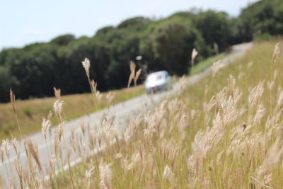 Close-up of crop plant in fields against road