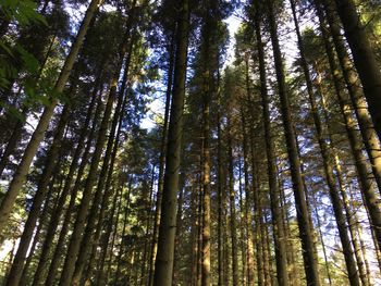 Low angle view of bamboo trees in forest