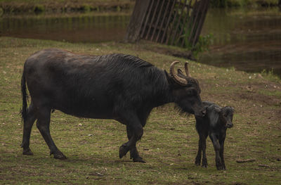 Cows standing on field