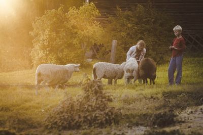 Sheep grazing on field