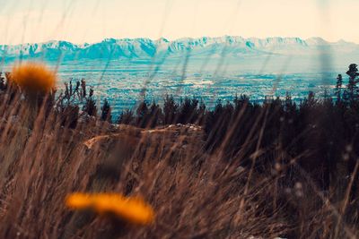 Scenic view of field against sky during winter