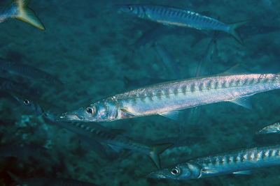 Yellowmouth barracuda - sphyraena viridensis - in the mediterranean sea