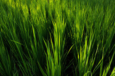 Close-up of grassy field