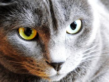 Close-up portrait of a cat