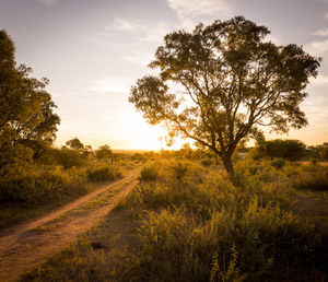 Scenic view of field against sky during sunset