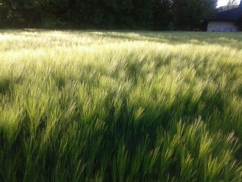 Wheat growing on field