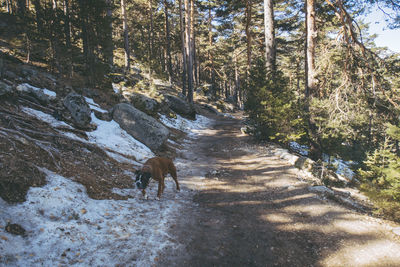 Dirt road amidst trees