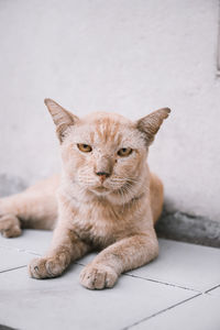 Portrait of cat relaxing on floor