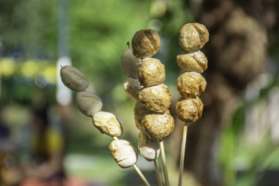 Close-up of buds growing on plant