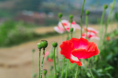 Close-up of red poppy flower on field