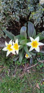 High angle view of yellow crocus flowers on field