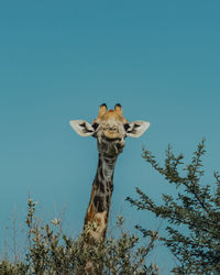 Portrait of giraffe against clear blue sky