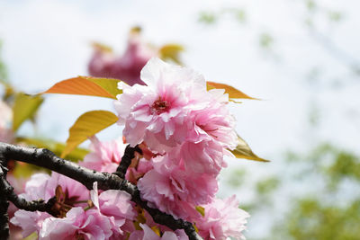 Close-up of pink cherry blossoms