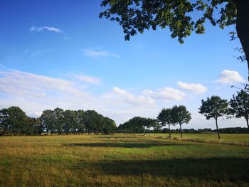 Trees on field against sky