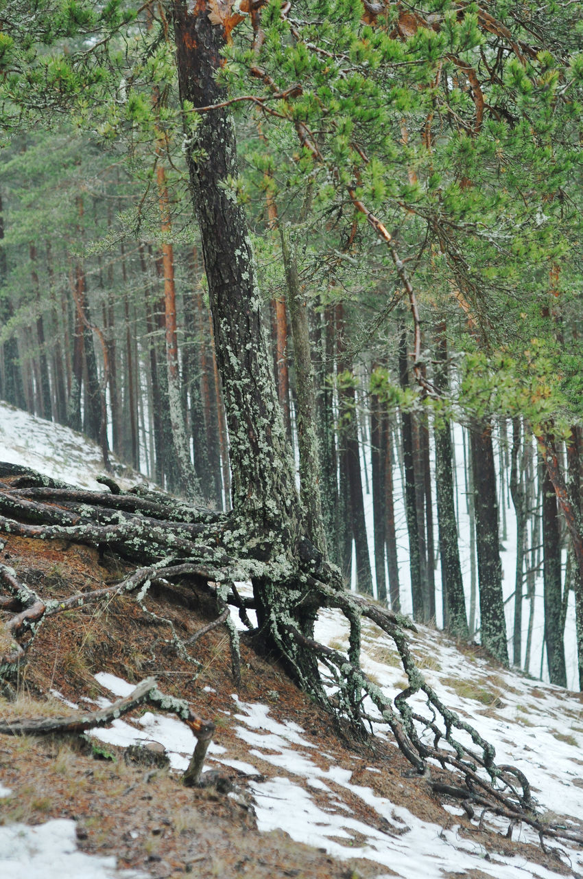 SCENIC VIEW OF FOREST DURING WINTER