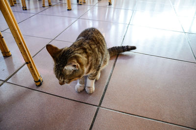 Cat on tiled floor