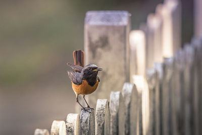 Close-up of bird perching on wooden post