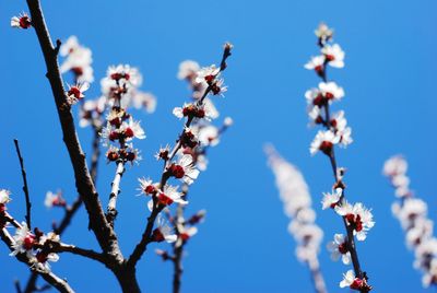 Low angle view of flowers against clear blue sky