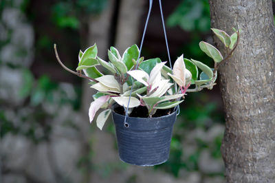 Close-up of potted plant