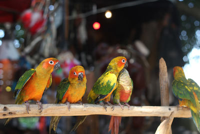Fischer lovebirds on the wooden conch blurred as background select focus.