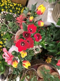 Close-up of multi colored poppy flowers