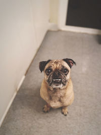 Portrait of dog sitting on floor
