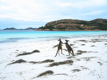 View of dog on beach against sky