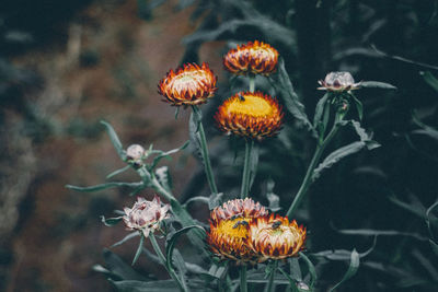 Close-up of wilted flower against blurred background