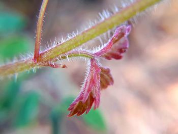 Close-up of flower bud