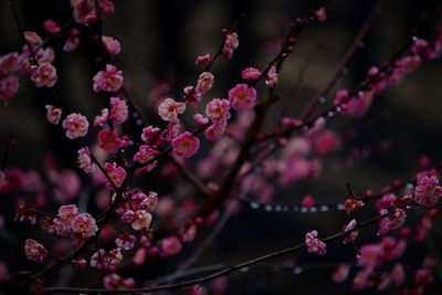 Close-up of pink flowers