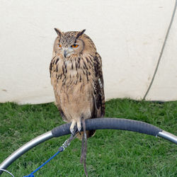 Close-up portrait of owl perching on grass