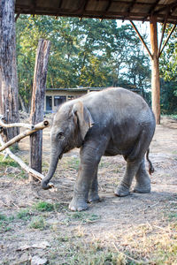 Elephant in forest