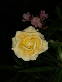 Close-up of yellow rose blooming against black background