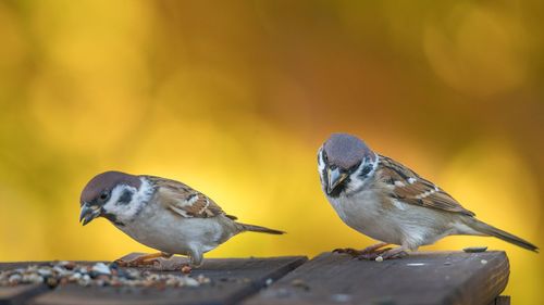 Sparrows hanging on to a birdfeeder in the garden. focus on the bird.